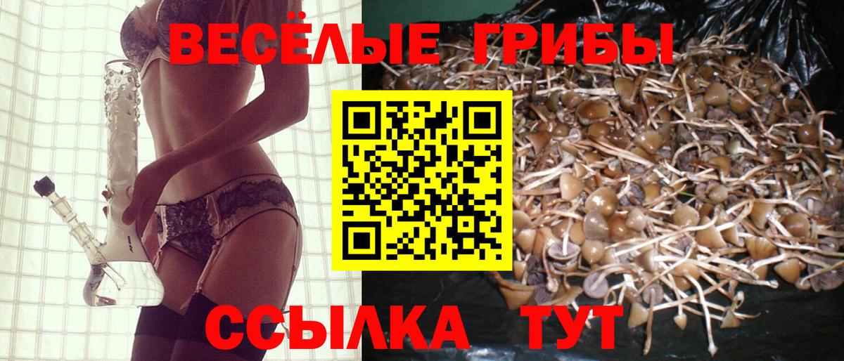 Псилоцибиновые грибы Cubensis  Вход с VPN  Майкоп 